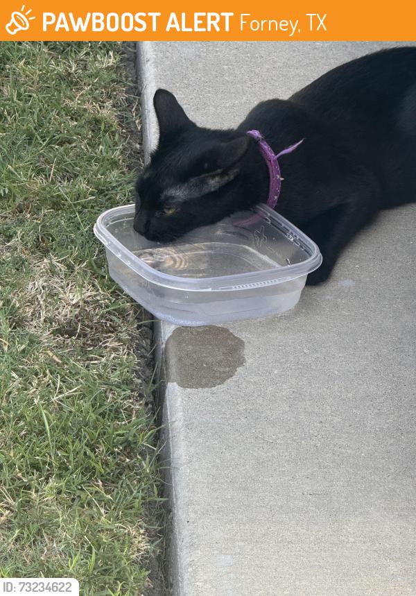 Found/Stray Unknown Cat last seen Binfield Dr and Onslow Dr in Devonshire, Forney, TX 75126
