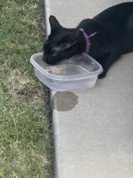 Found/Stray Unknown Cat last seen Binfield Dr and Onslow Dr in Devonshire, Forney, TX 75126