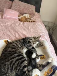 Lost Male Cat last seen Entre la coronado y la Doris, Oxnard, CA 93030