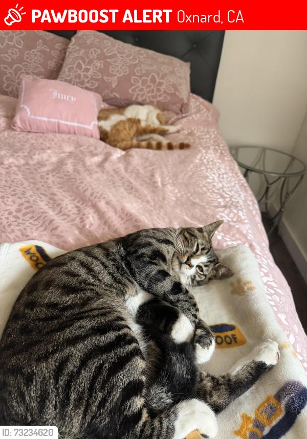 Lost Male Cat last seen Entre la coronado y la Doris, Oxnard, CA 93030