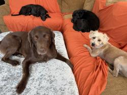 Lost Male Dog last seen Randall Way, West Covina, CA 91790