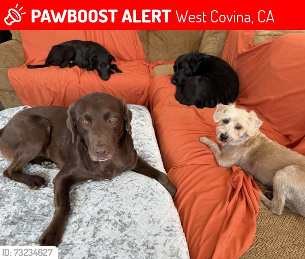 Lost Male Dog last seen Randall Way, West Covina, CA 91790