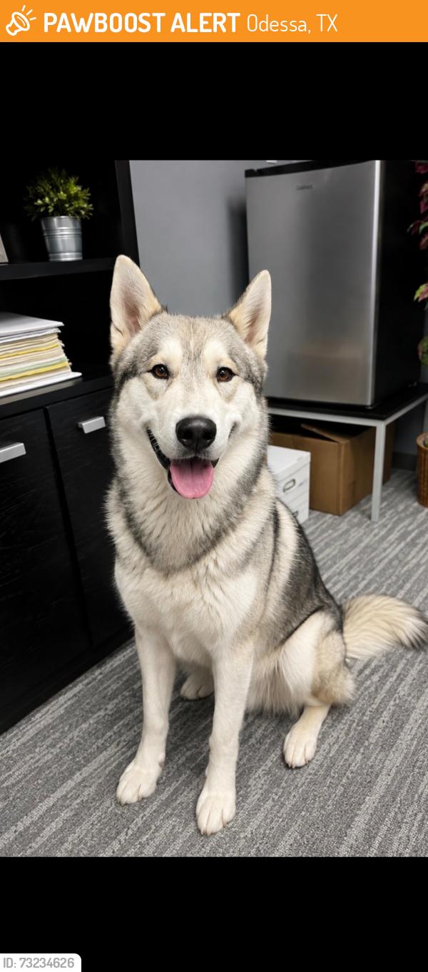 Found/Stray Unknown Dog last seen Allegheny ave, Odessa, TX 79760