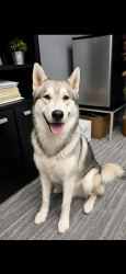 Found/Stray Unknown Dog last seen Allegheny ave, Odessa, TX 79760