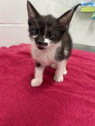 Shelter Stray Male Cat last seen Near N Washington st, 21231, MD, 2490 Giles Rd, Baltimore, MD 21225, USA
