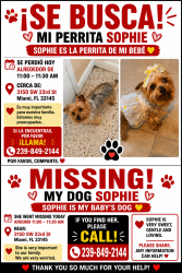 Reunited Female Dog last seen Near SW 23rd St Miami, FL 33145 United States, Miami, FL 33145