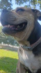 Lost Female Dog last seen Park Row, Katy, TX 77449