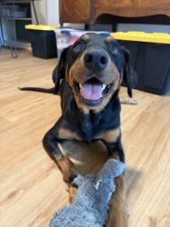 Shelter Stray Female Dog last seen Peeples Rd, Memphis, TN, 935 Farm Rd, Memphis, TN 38134, USA