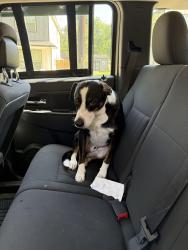 Reunited Male Dog last seen Near cvs/starbucks on 105 west, Conroe, TX 77316