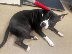 Shelter Stray Male Dog last seen Near Terrace Green Trace Stone Mountain, 30088, 30088, GA, 3280 Chamblee Dunwoody Rd, Chamblee, GA 30341, USA