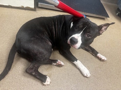 Shelter Stray Male Dog last seen Near Terrace Green Trace Stone Mountain, 30088, 30088, GA, 3280 Chamblee Dunwoody Rd, Chamblee, GA 30341, USA