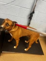 Shelter Stray Female Dog last seen Near Terrace Green Trace Stone Mountain, 30088, 30088, GA, 3280 Chamblee Dunwoody Rd, Chamblee, GA 30341, USA