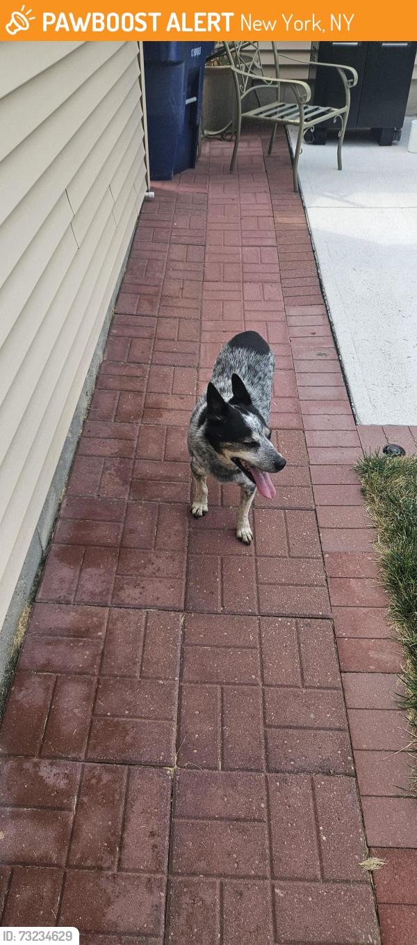 Found/Stray Male Dog last seen Nebraska and Watson St, New York, NY 10032