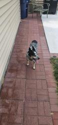 Found/Stray Male Dog last seen Nebraska and Watson St, New York, NY 10032