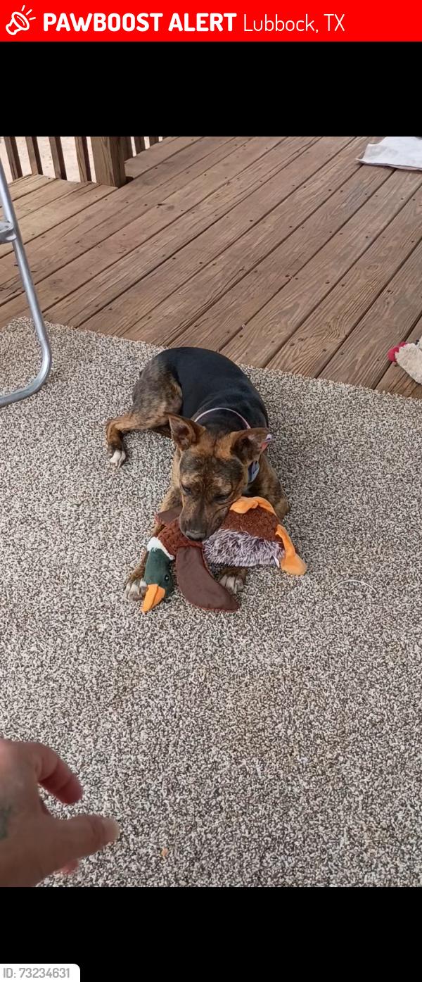 Lost Male Dog last seen Woodrow road slide, Lubbock, TX 79424