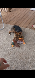 Lost Male Dog last seen Woodrow road slide, Lubbock, TX 79424