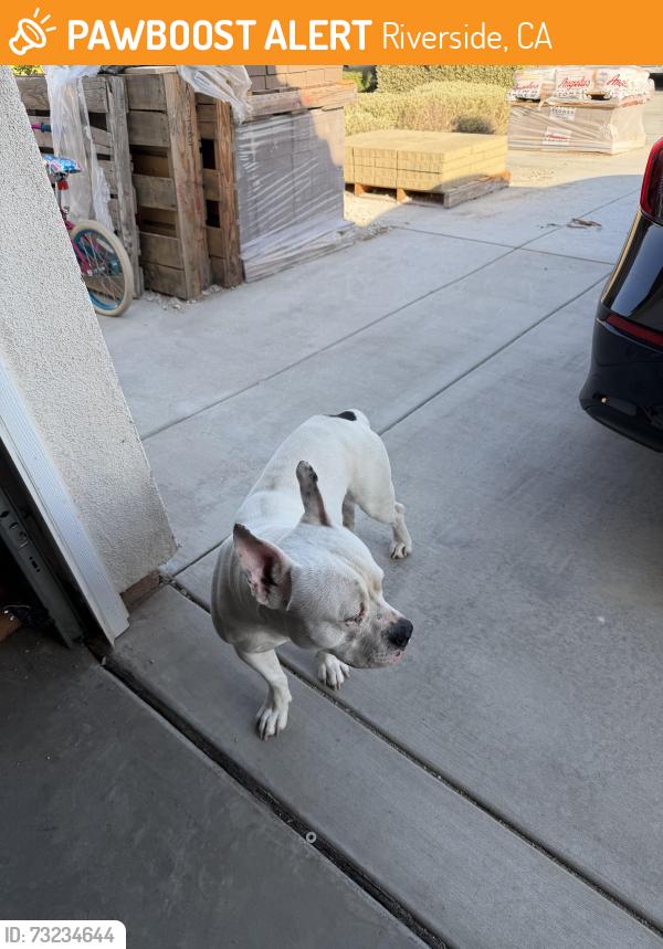 Found/Stray Male Dog last seen Near, Riverside, CA 92503