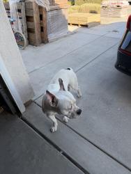 Found/Stray Male Dog last seen Near, Riverside, CA 92503