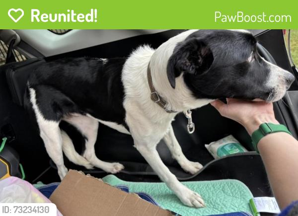 Reunited Female Dog last seen Sawyer Rd., Marietta, GA and Allgood Rd. Northeast, Marietta, GA, Cobb County, GA 30062