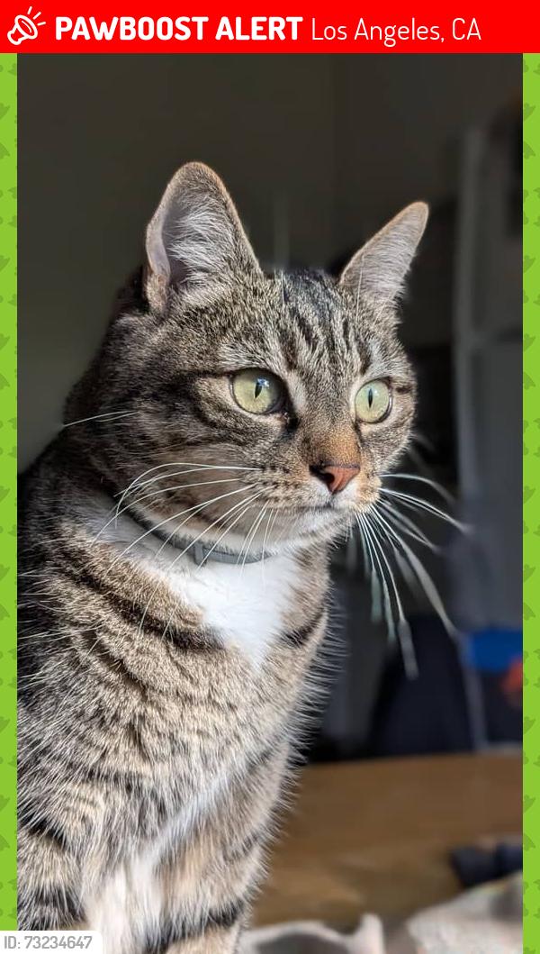 Lost Female Cat last seen Kincheloe and Townsend, Los Angeles, CA 90041
