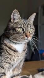 Lost Female Cat last seen Kincheloe and Townsend, Los Angeles, CA 90041