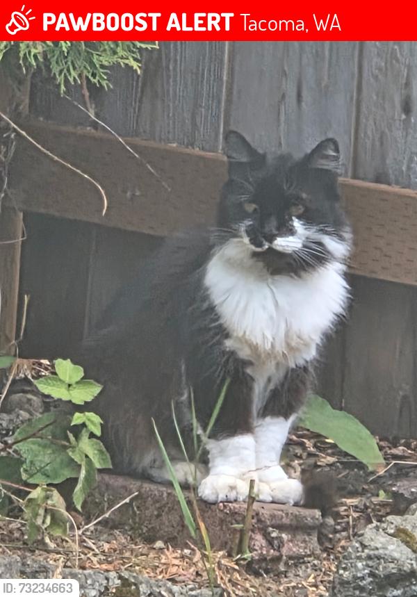 Lost Female Cat last seen North of Cirque between Mildred and Alameda, Tacoma, WA 98467