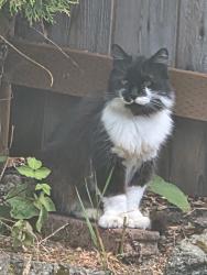 Lost Female Cat last seen North of Cirque between Mildred and Alameda, Tacoma, WA 98467