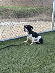 Found/Stray Unknown Dog last seen Highgrove Elementary School, Riverside, CA 92507