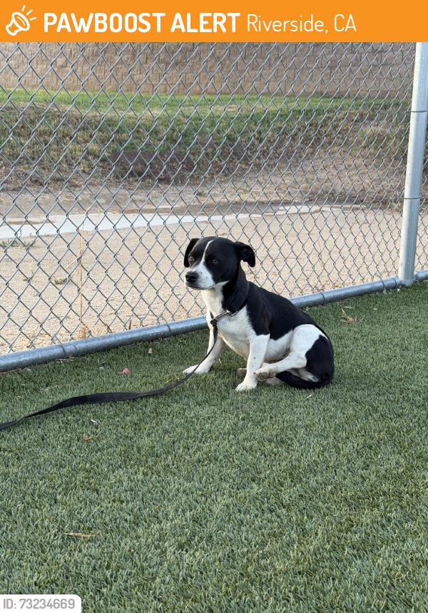 Found/Stray Unknown Dog last seen Highgrove Elementary School, Riverside, CA 92507