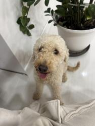 Reunited Female Dog last seen Neighborhood, Quail Heights, FL 33177
