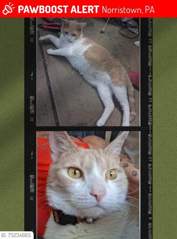 Lost Male Cat last seen Between East Oak & East Marshall sts, Norristown, PA 19401