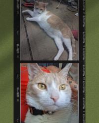 Lost Male Cat last seen Between East Oak & East Marshall sts, Norristown, PA 19401