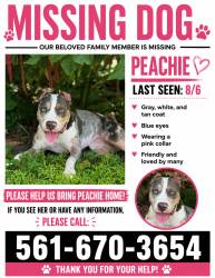 Reunited Female Dog last seen Near Lake Victoria Dr. Lake Worth, Lake Worth Beach, FL 33461