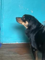 Lost Male Dog last seen Nearby Address: 801 15th St, Miami Beach, FL 33139, Miami Beach, FL 33139