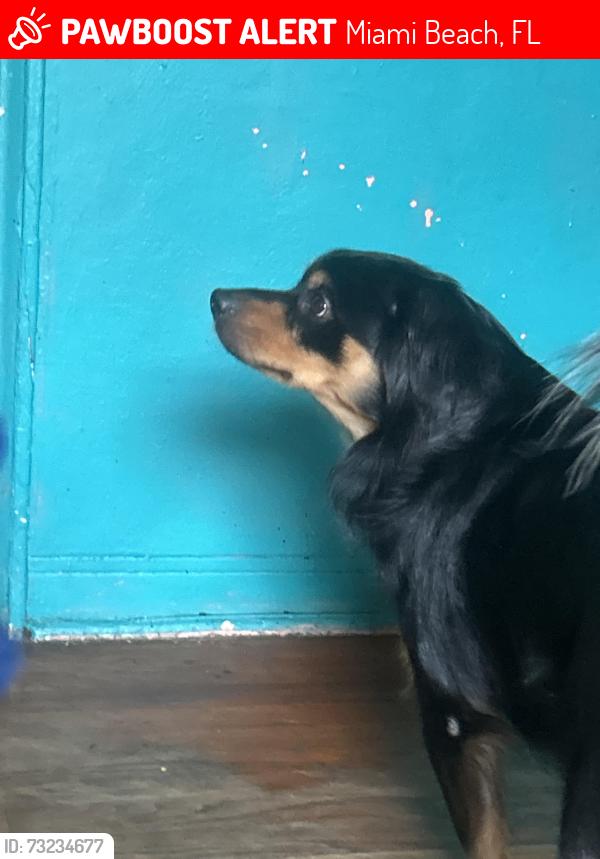 Lost Male Dog last seen Nearby Address: 801 15th St, Miami Beach, FL 33139, Miami Beach, FL 33139