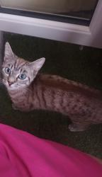 Reunited Female Cat last seen Spar Clifton hatch, Essex, England 