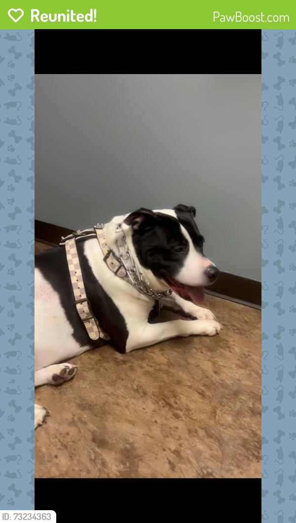 Reunited Female Dog last seen Glen Erin drive south common area, Mississauga, ON L5L 2E9