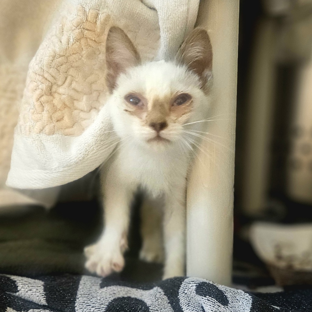 Shelter Stray Female Cat last seen Near Bristol Boulevard, SAN LEANDRO, CA, 94577, 8323 Baldwin St, Oakland, CA 94621, USA
