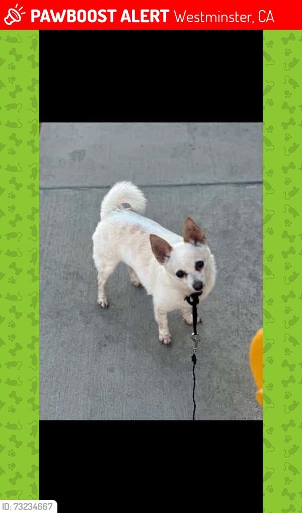 Lost Male Dog last seen La pat place, Westminster, CA 92683