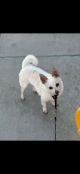 Lost Male Dog last seen La pat place, Westminster, CA 92683