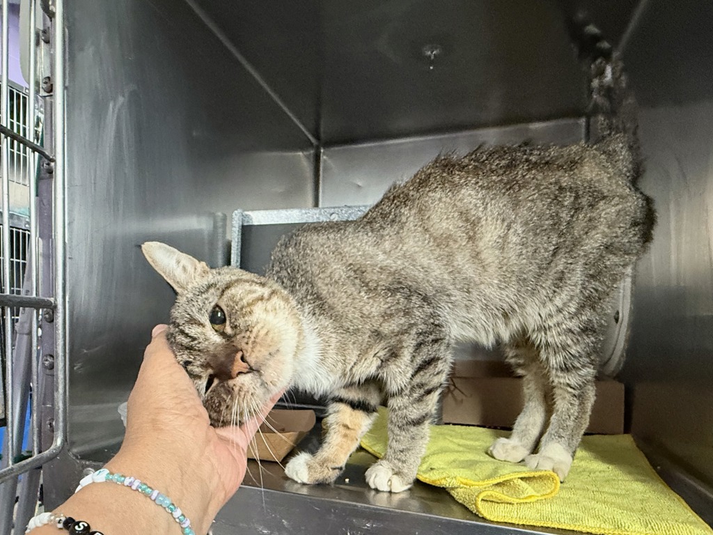 Shelter Stray Male Cat last seen Near Second Avenue, Manhattan, NY, 10065, 326 E 110th St, New York, NY 10029, USA