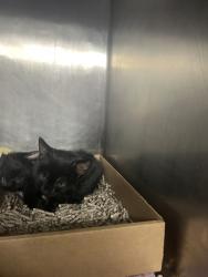 Shelter Stray Male Cat last seen Near Dyckman Street, NEW YORK, NY, 10034, 326 E 110th St, New York, NY 10029, USA