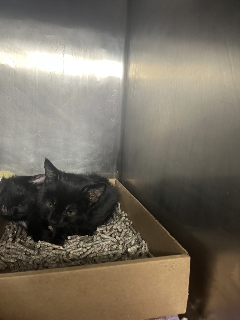 Shelter Stray Male Cat last seen Near Dyckman Street, NEW YORK, NY, 10034, 326 E 110th St, New York, NY 10029, USA