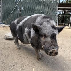 Shelter Stray Female Other last seen Near Hollister Street, San Diego, CA, 92154, Escondido, CA 92027, USA