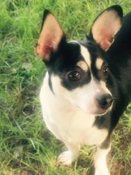 Lost Female Dog last seen New World, Katy, TX 77449