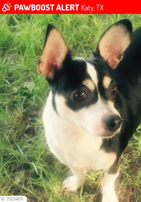 Lost Female Dog last seen New World, Katy, TX 77449
