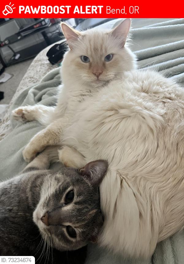 Lost Male Cat last seen Butler market, Bend, OR 97702