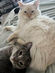 Lost Male Cat last seen Butler market, Bend, OR 97702