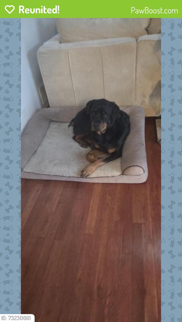 Reunited Male Dog last seen Ipswich and Rawlins ln near teel pwky, Frisco, TX 75036