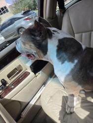 Found/Stray Female Dog last seen Sycamore springa and golden willow, Houston, TX 77339